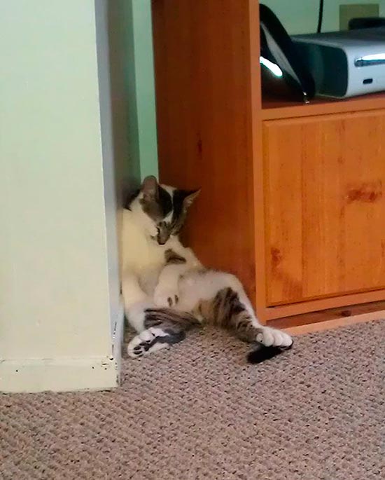 gato durmiendo 7 - ¡Gatos durmiendo cazados!