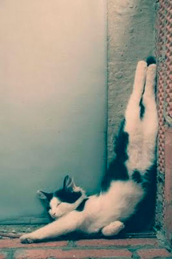 gato durmiendo 8 - ¡Gatos durmiendo cazados!