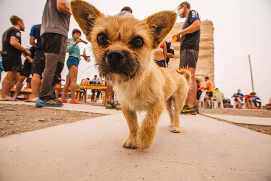 perrita maraton gobi - Gobi, perrita ´maratoniana´perdida en China