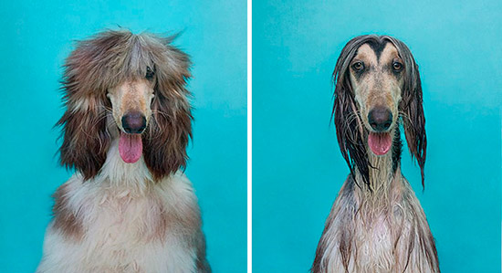 perros mojados antes despues - Imágenes de perros mojados