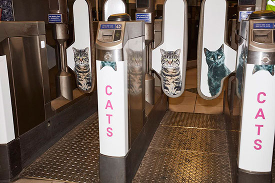 gatos metro londres 1 - Fotos de gatos en el metro de Londres