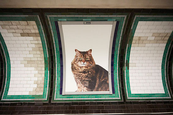 gatos metro londres 2 - Fotos de gatos en el metro de Londres