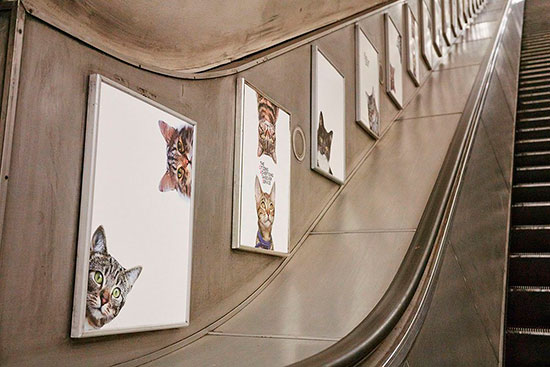 gatos metro londres 3 - Fotos de gatos en el metro de Londres