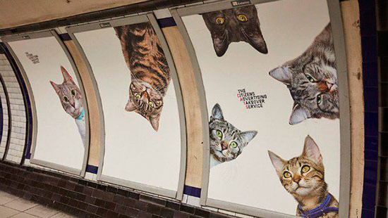 gatos metro londres 4 - Fotos de gatos en el metro de Londres