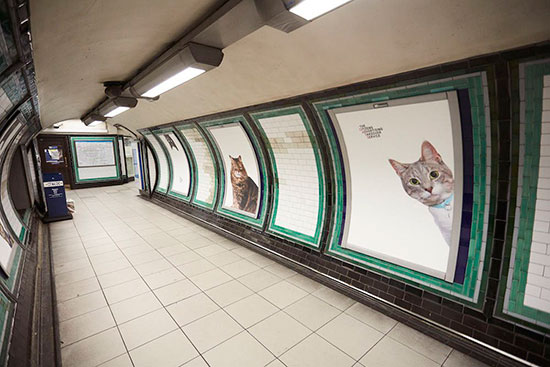 gatos metro londres - Fotos de gatos en el metro de Londres