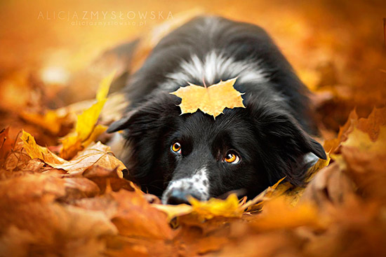 perro otono 10 - ¡Cuidado con los trombicúlidos en otoño!