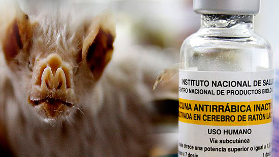 vacuna antirrabica - La rabia causa muertes en 2015