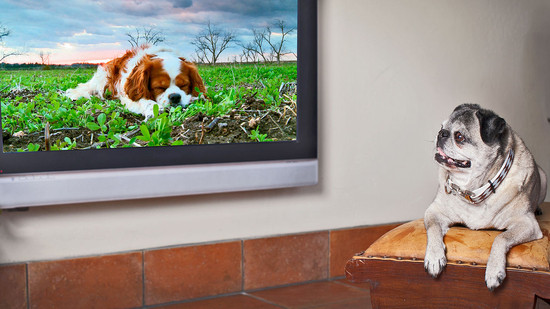 DogTV television para perros - 'Balada gatuna' para relajación de gatos