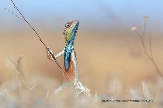 Premio fotografia Comedy Wildlife 2016 10 - Premio de fotografía Comedy Wildlife 2016