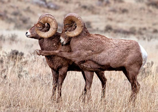 Premio fotografia Comedy Wildlife 2016 11 - Premio de fotografía Comedy Wildlife 2016