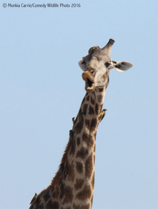 Premio fotografia Comedy Wildlife 2016 12 - Premio de fotografía Comedy Wildlife 2016