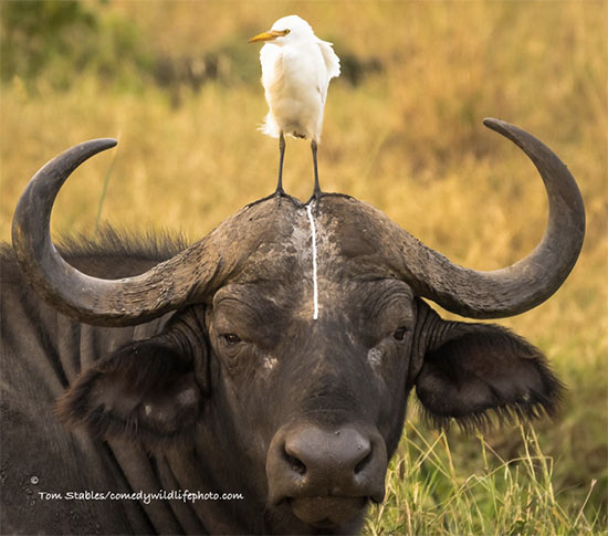 Premio fotografia Comedy Wildlife 2016 2 - Premio de fotografía Comedy Wildlife 2016