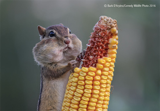 Premio fotografia Comedy Wildlife 2016 4 - Premio de fotografía Comedy Wildlife 2016