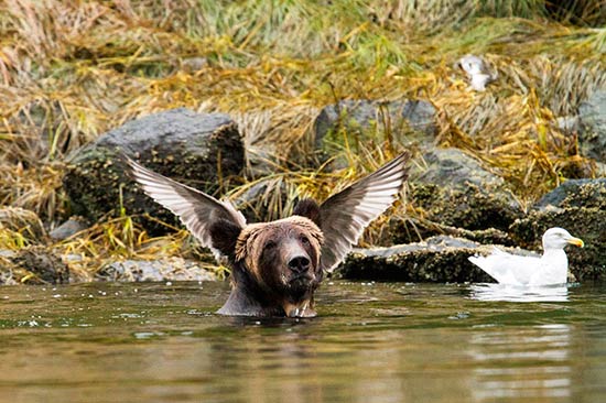 Premio fotografia Comedy Wildlife 2016 5 - Premio de fotografía Comedy Wildlife 2016