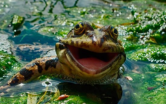 Premio fotografia Comedy Wildlife 2016 6 - Premio de fotografía Comedy Wildlife 2016