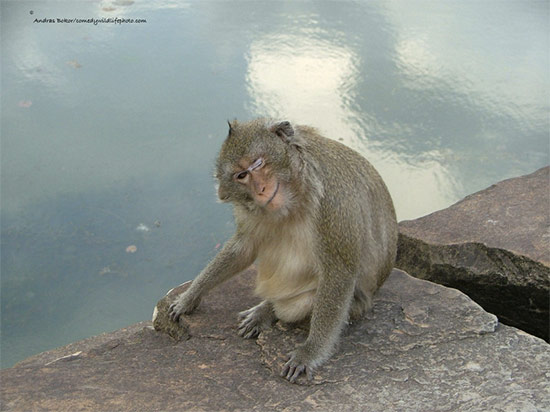 Premio fotografia Comedy Wildlife 2016 7 - Premio de fotografía Comedy Wildlife 2016