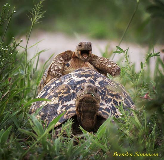 Premio fotografia Comedy Wildlife 2016 8 - Premio de fotografía Comedy Wildlife 2016