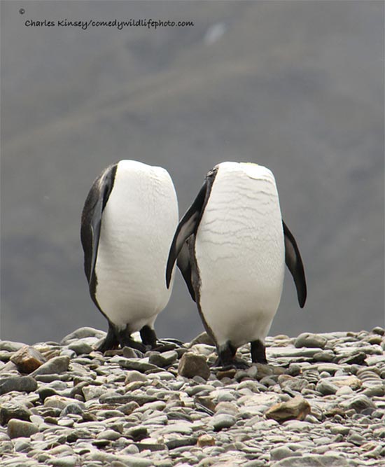 Premio fotografia Comedy Wildlife 2016 9 - Premio de fotografía Comedy Wildlife 2016