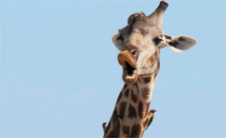 Premio fotografia Comedy Wildlife 2016 - Premio de fotografía Comedy Wildlife 2016