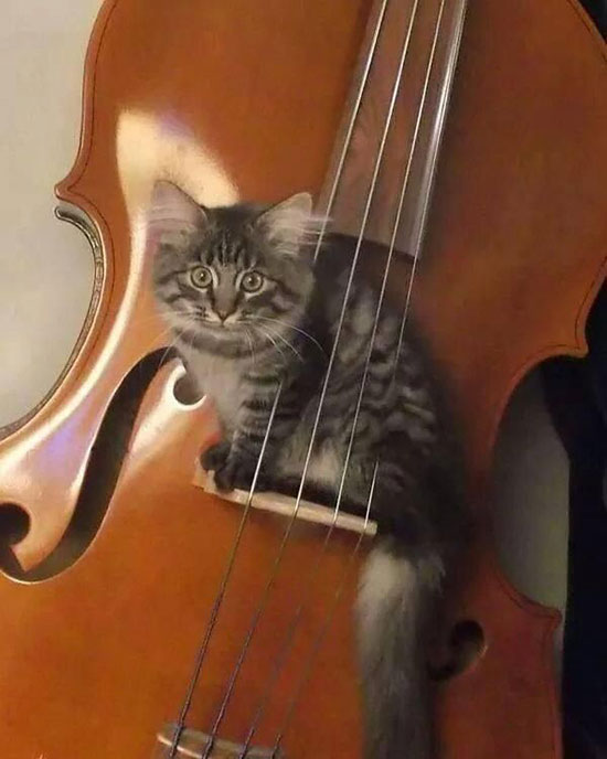 gato con cello - 'Balada gatuna' para relajación de gatos
