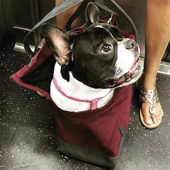 Espantar Desesperado oro Los perros grandes en el metro de NY - Tienda Veterinaria Blog