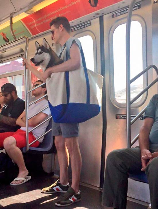 perro metro NY 5 - Los perros grandes en el metro de NY