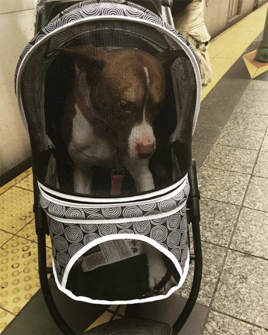perro metro NY 6 - Los perros grandes en el metro de NY