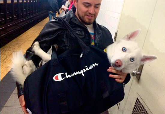 perro metro NY - Los perros grandes en el metro de NY