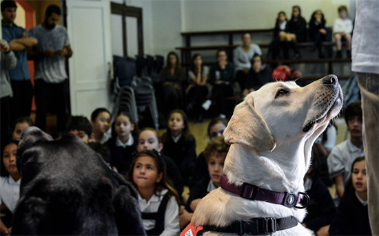 perros terapia en las aulas - ¿Los perros como recurso pedagógico?