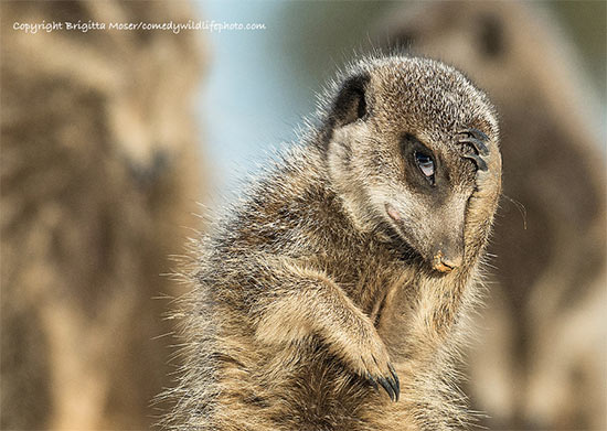 premio fotografia Comedy Wildlife 2016 1 - Premio de fotografía Comedy Wildlife 2016