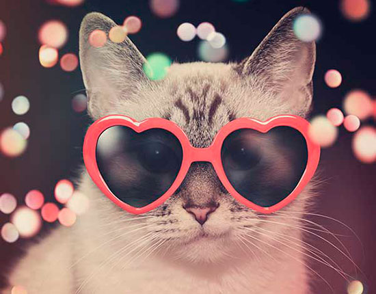 calendario gatuno optimanova - Tu mascota protagonista de un calendario 2017