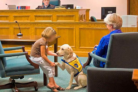 courthouse dogs en tribunales - ´Courthouse Dogs`, perros en los tribunales