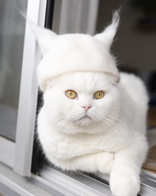 gatos con gorros pelo - Gorros con el propio pelo de los gatos