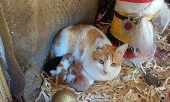 gata da a luz en belen - Historias navideñas de animales con final feliz