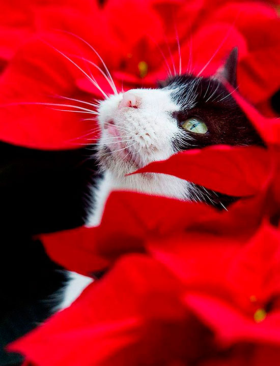gato con flor de pascua - Evita riesgos para tu mascota en Navidad