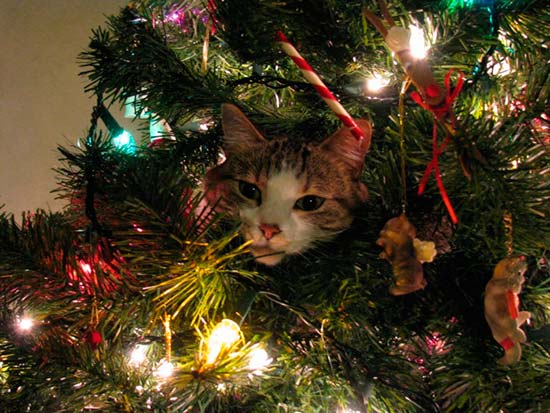 gato en arbol de navidad - Evita riesgos para tu mascota en Navidad