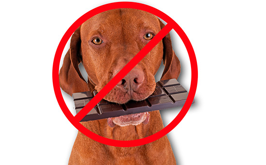 perros chocolate - Evita riesgos para tu mascota en Navidad