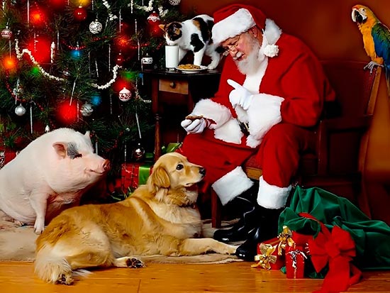santa claus mascotas - Evita riesgos para tu mascota en Navidad