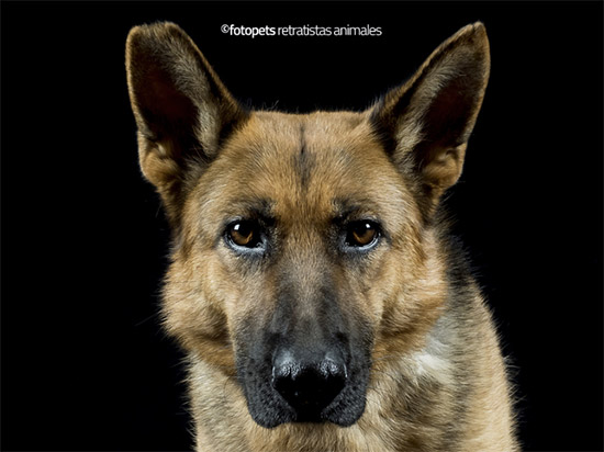 Iratxe - Proyecto de Fotopets contra el abandono animal