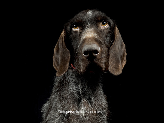 Lotto - Proyecto de Fotopets contra el abandono animal
