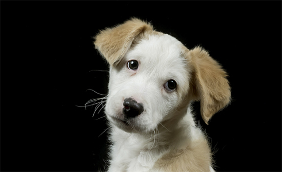 Marlon - Proyecto de Fotopets contra el abandono animal