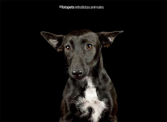 Missing - Proyecto de Fotopets contra el abandono animal