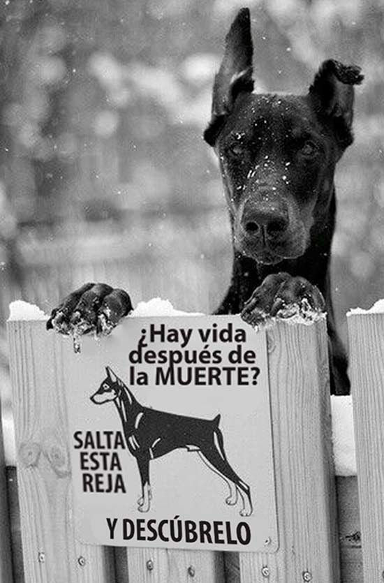 carteles cuidado con el perro 5 - Carteles de 'Cuidado con el perro'