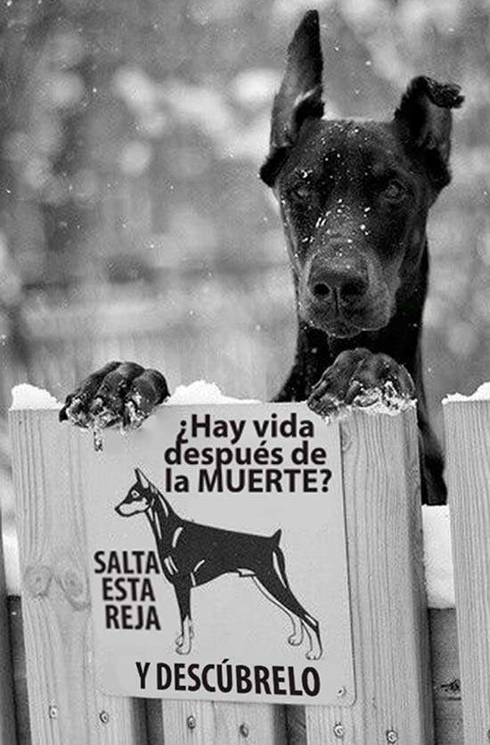 Carteles de 'Cuidado con el perro' - Tienda Veterinaria Blog