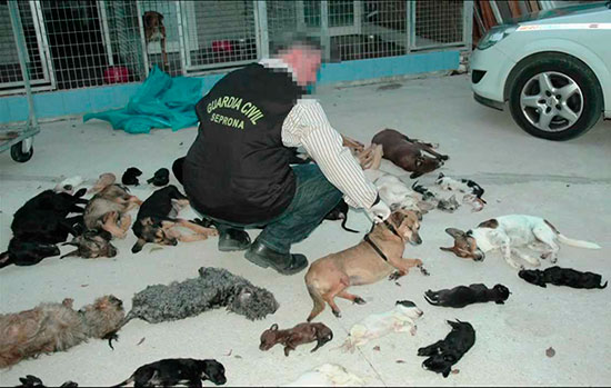 protectora de animales juicio - Condenada por la muerte perros y gatos