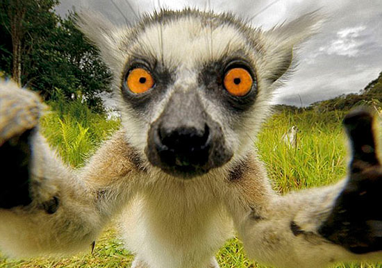 selfie animal 11 - ¿Selfies hechos por animales? !Es posible!