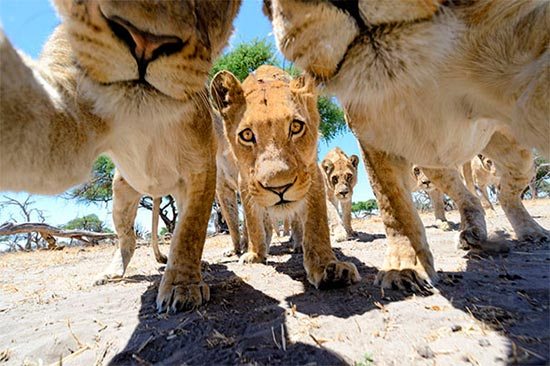 selfie animal 12 - ¿Selfies hechos por animales? !Es posible!