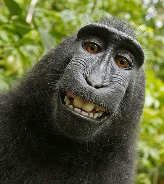 selfie animal 14 - ¿Selfies hechos por animales? !Es posible!