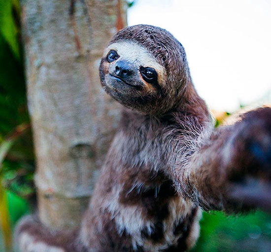 selfie animal 15 - ¿Selfies hechos por animales? !Es posible!