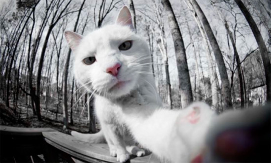 selfie animal 2 - ¿Selfies hechos por animales? !Es posible!